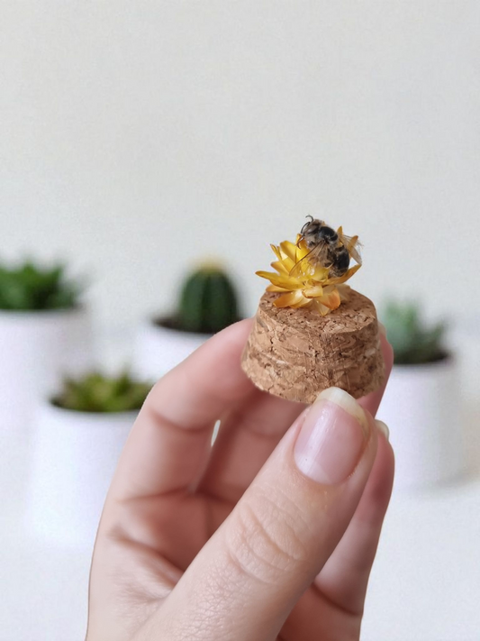 Mini Bee Dome #3