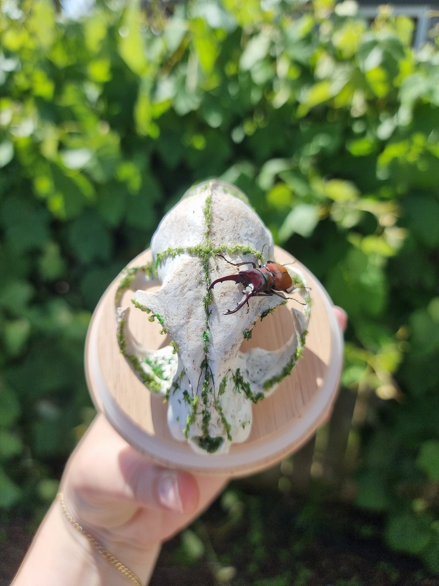 Feral Cat Skull Dome