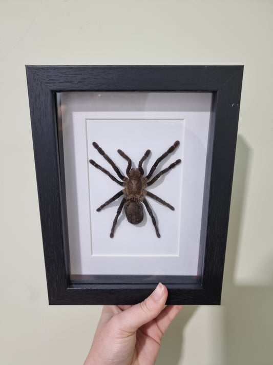 Framed Tarantula Cyriopagopus minax #2