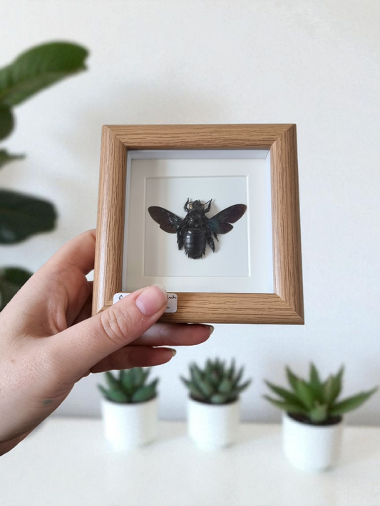 Mini Framed Bee #3