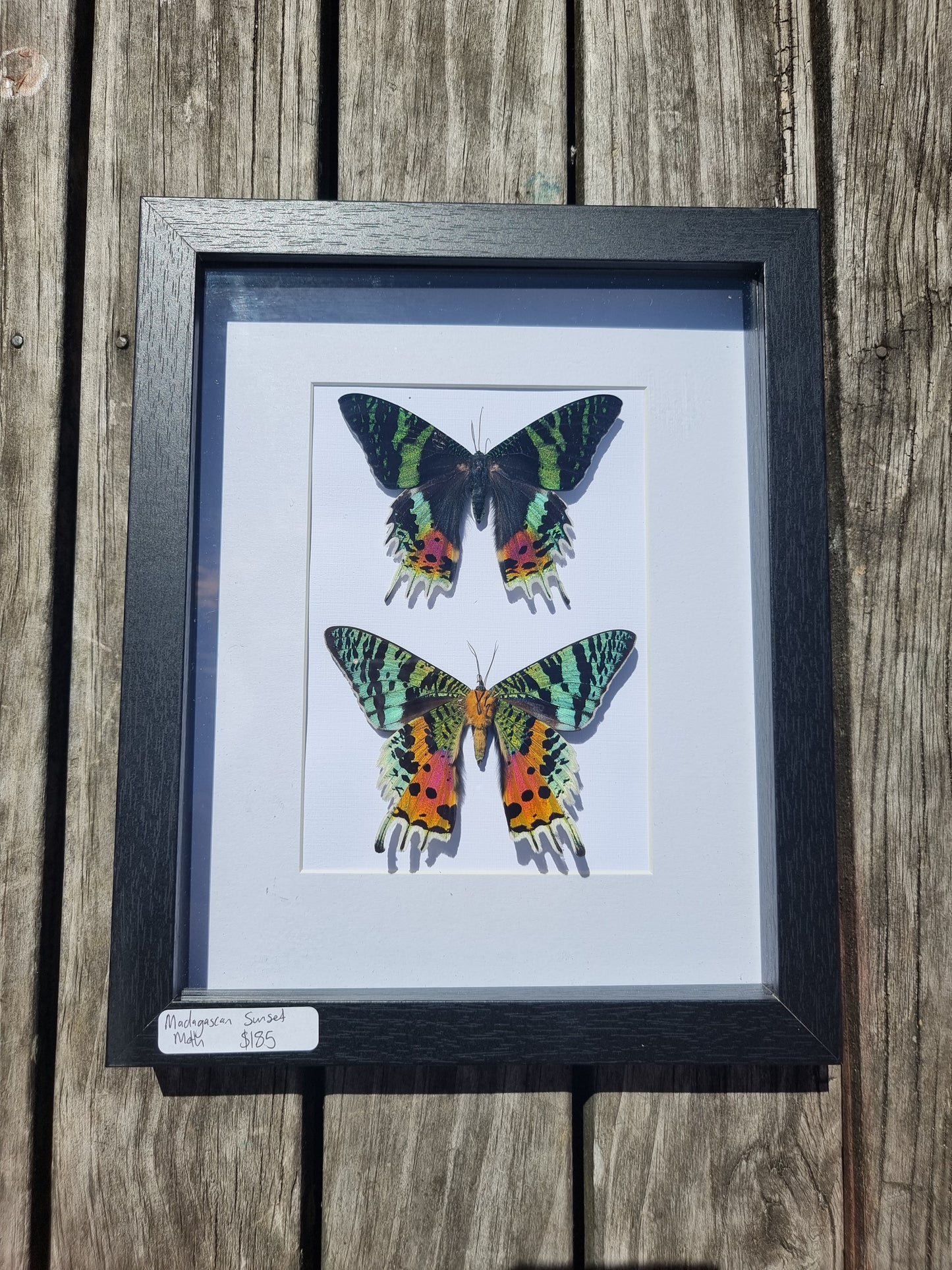 Framed Madagascan Sunset Moth Duo