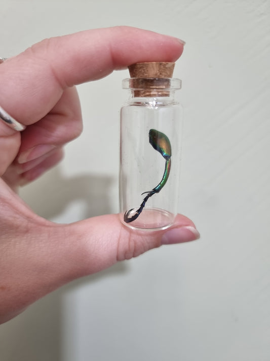 Matalic Jewel Beetle Leg Medium Jar