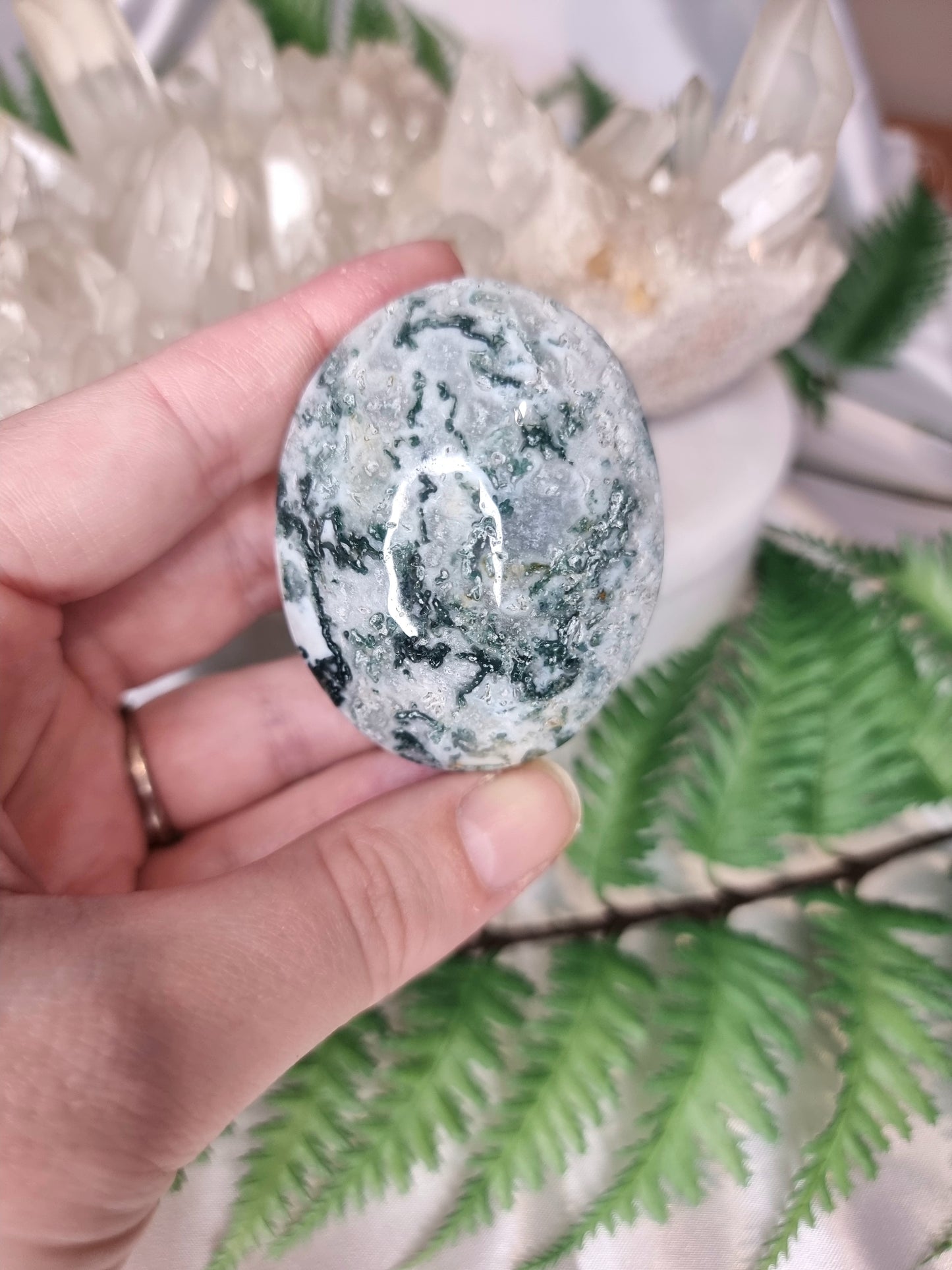 Tree Agate Palm 3